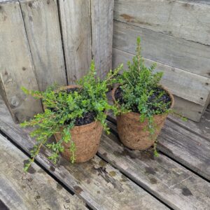 Muntries - Kunzea pomifera