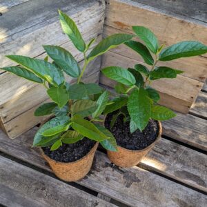 Sandpaper Fig - Ficus coronata