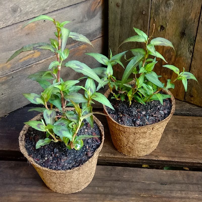 Vietnamese Coriander 1.1L coir Kalamunda Plant Company