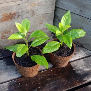 Sambung - Gynura procumbens