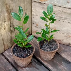 Bay Tree - Laurus nobilis