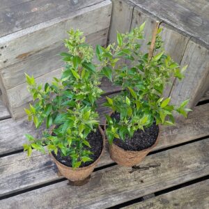 Cinnamon Myrtle - Backhousia myrtifolia