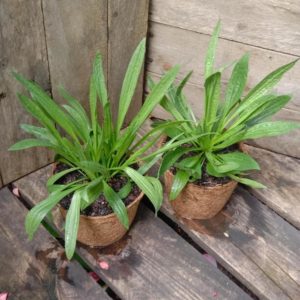 Narrowleaf Plantain - Plantago lanceolata