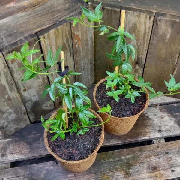 Banana Passionfruit 3.7L coir Kalamunda Plant Company