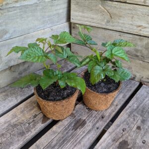 Thornless Blackberry - Rubus canadensis