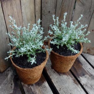 Wild Rosemary - Olearia axillaris