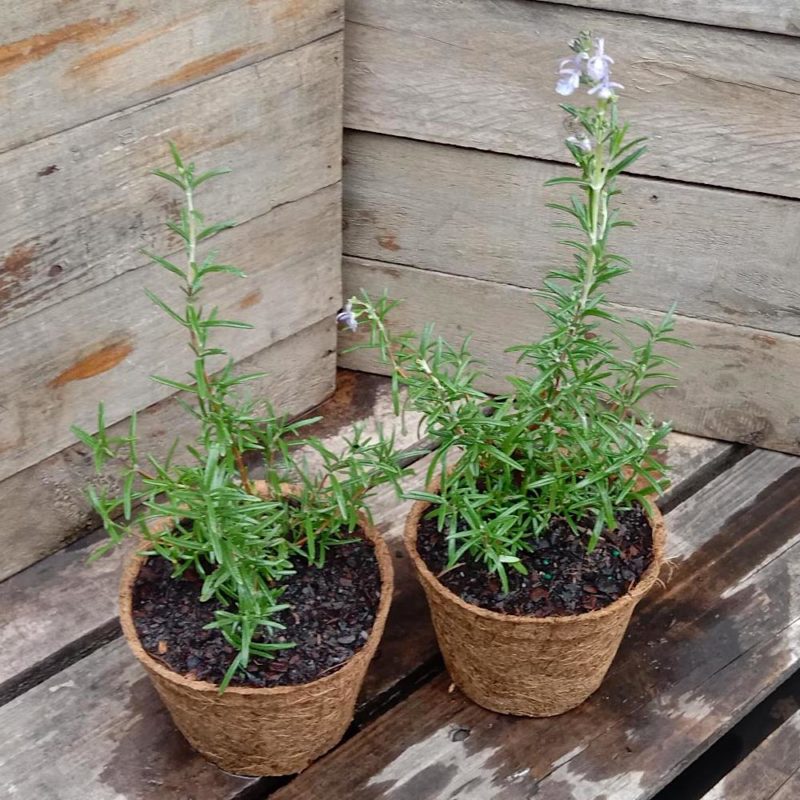 Rosemary 'Blue Lagoon' - Rosmarinus officinalis - Kalamunda Plant Company
