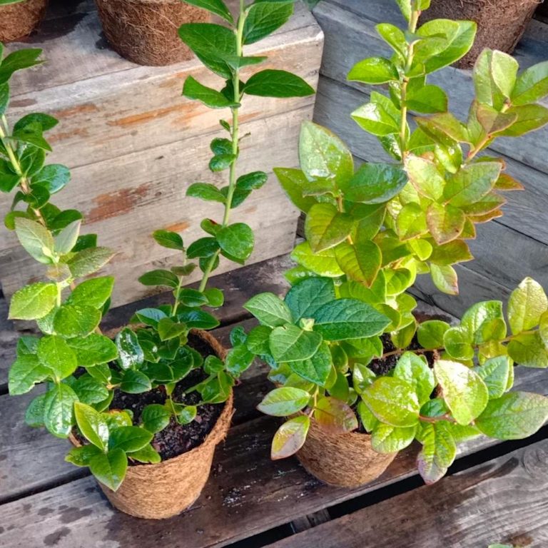 Blueberry 'Blue Rose' 3.7L coir Kalamunda Plant Company