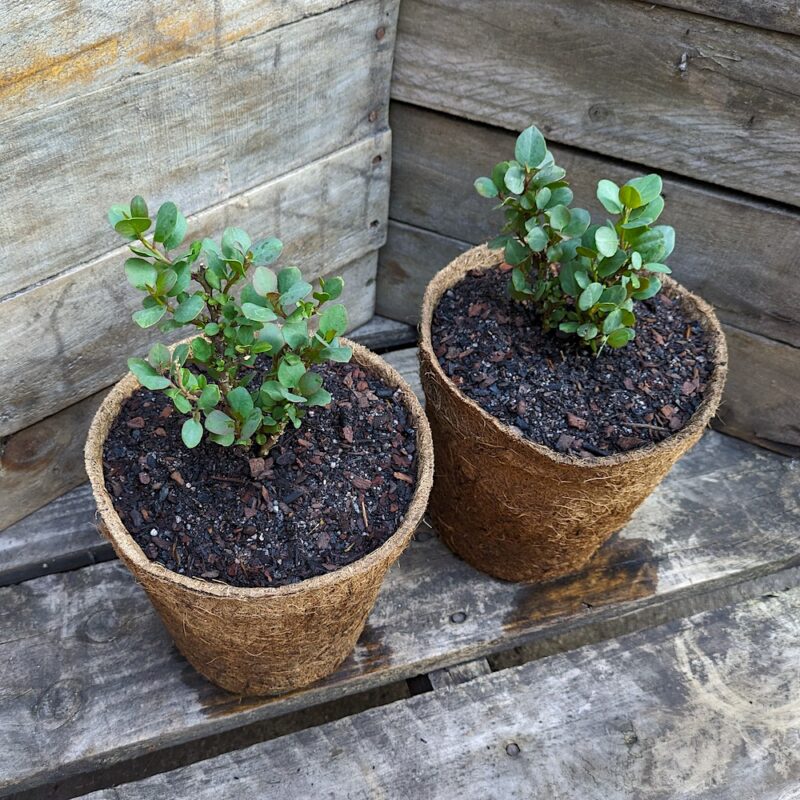 Caper Bush 3.7L coir Kalamunda Plant Company