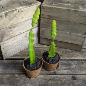 Dragon Fruit 'Condor'