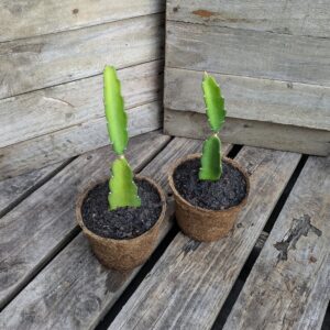 Dragon Fruit 'Pink Panther'