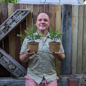 Midyim Berry - Austromyrtus dulcis