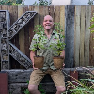 Raspberry - Rubus idaeus 'Yellow'