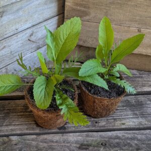 Horseradish - Armoracia rusticana