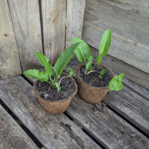 Horseradish - Armoracia rusticana