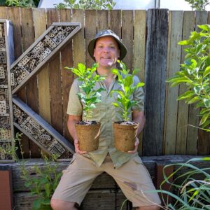 Sausage Tree - Kigelia africana