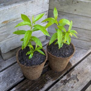 Night Scented Jessamine - Cestrum nocturnum