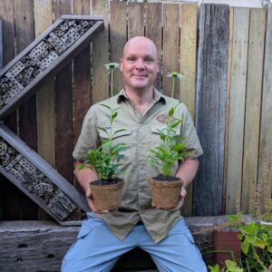 White Echinacea - Echinacea alba