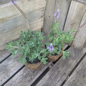Mosquito Bush - Coleus neochilus