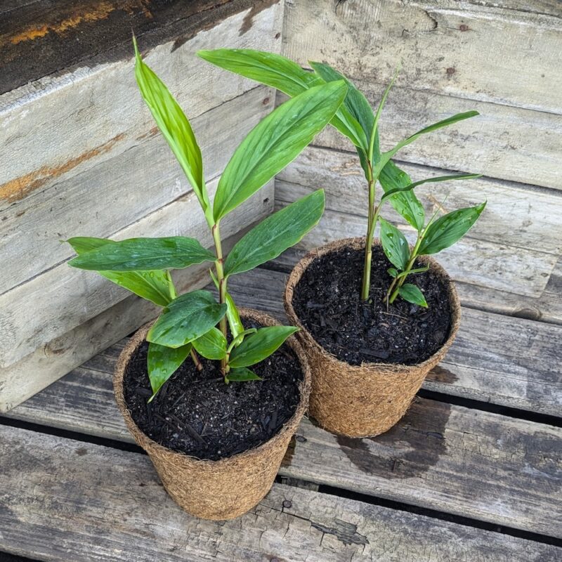 Black Cardamom - Amomum subulatum - Kalamunda Plant Company