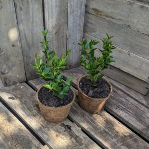 Natal Plum - Carissa macrocarpa