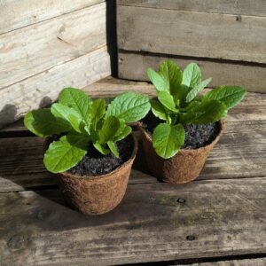 Opium Lettuce - Lactusa virosa