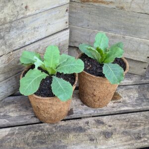 Opium Lettuce - Lactusa virosa