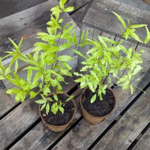 Pomegranate - Punica granatum 'Mollar de Javita'