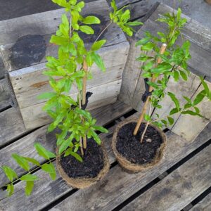 Pomegranate - Punica granatum 'Wonderful'