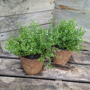 Bush Peppermint - Mentha satureioides