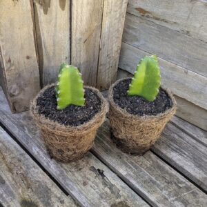 Dragon Fruit 'Costa Rican Sunset'
