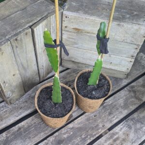 Dragon Fruit 'Magenta'