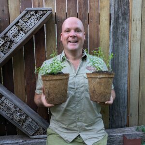 Baikal Skullcap - Scutellaria baicalensis