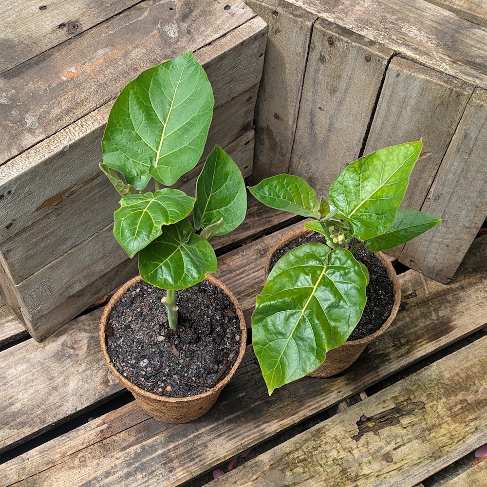 Tamarillo