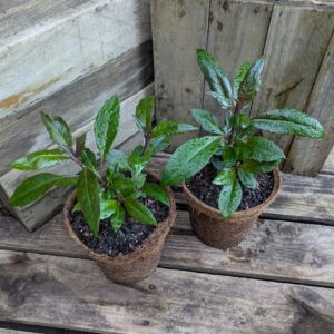 Okinawa Spinach - Gynura crepioides