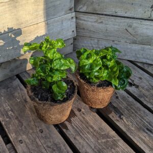 Brazilian Spinach - Alternanthera sissoo