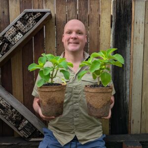 Indian Coleus - Coleus barbatus