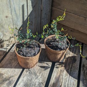 Cranberry - Vaccinium macrocarpon
