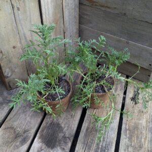 Dyer's Chamomile - Cota tinctoria