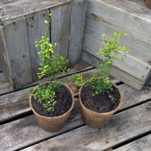 Finger Lime - Citrus australasica 'BXL'