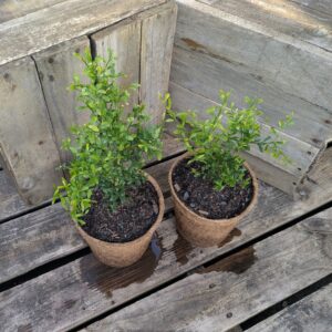Finger Lime - Citrus australasica 'Rough Green'