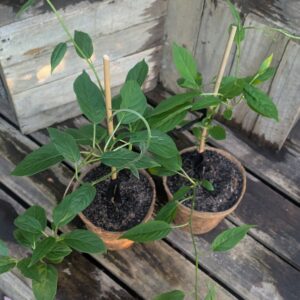 Kiwiberry - Actinidia arguta 'Issai'