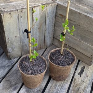 Kiwiberry - Actinidia arguta 'Issai'