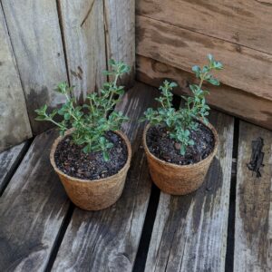 Native Oregano - Prostanthera rotundifolia