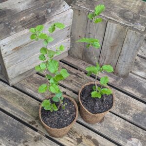 Hazelnut - Corylus avellana 'Butler'