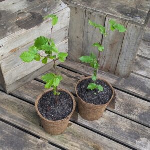 Hazelnut - Corylus avellana 'Lewis'