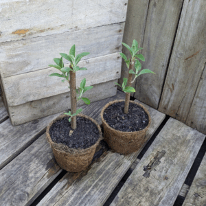 Bitter Leaf - Vernonia amygdalina
