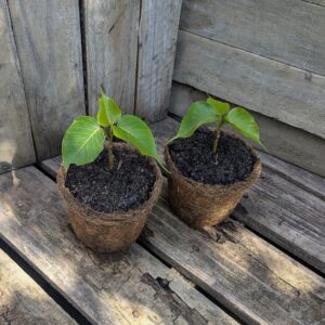 Bodhi Tree - Ficus religiosa
