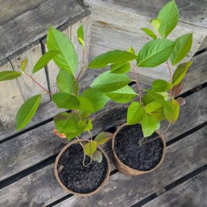 Black Chokeberry - Aronia melonocarpa