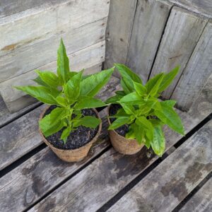 Jerusalem Artichoke - Helianthus tuberosus
